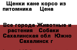 Щенки кане корсо из  питомника! › Цена ­ 65 000 - Все города Животные и растения » Собаки   . Сахалинская обл.,Южно-Сахалинск г.